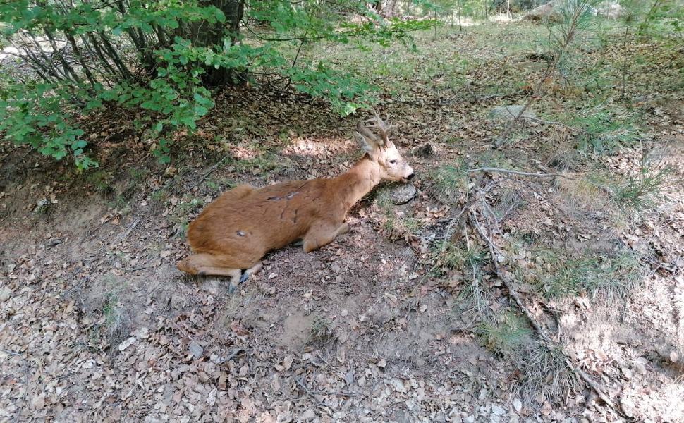 PHOTO 2021 08 14 19 20 01 2