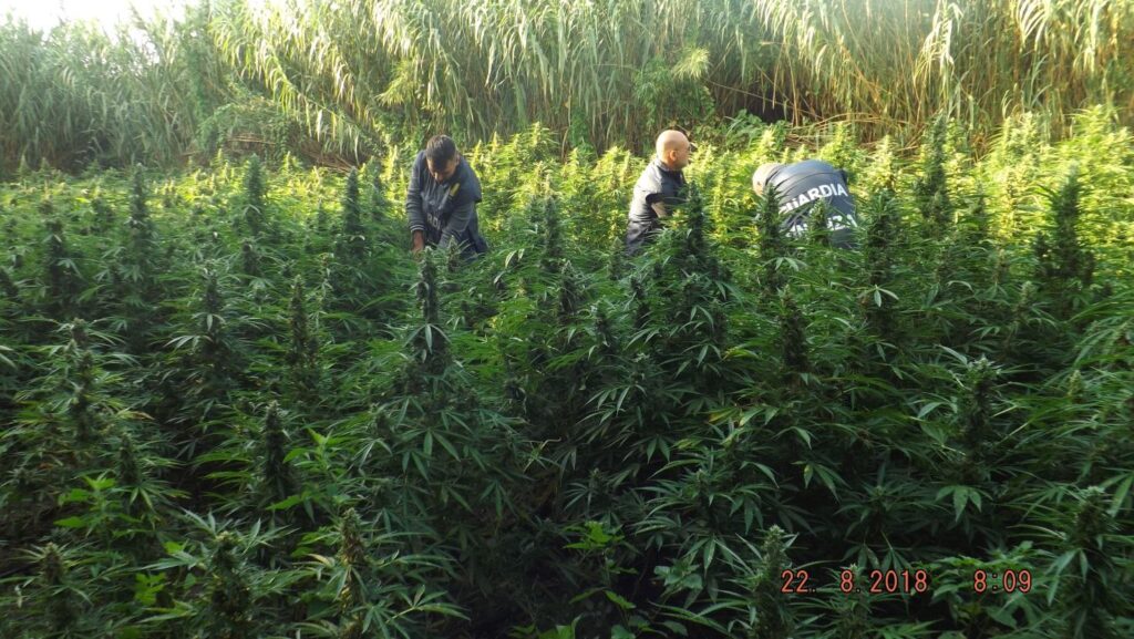 PIANTAGIONE GDF rc roccaforte bovalino3 1