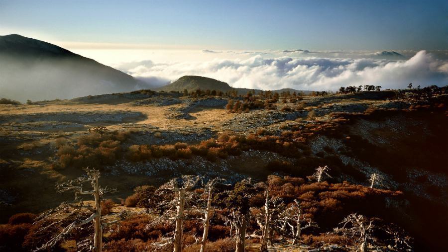 Parco del Pollino, in faggeta esemplari di 620 anni 51 POLLINO 6