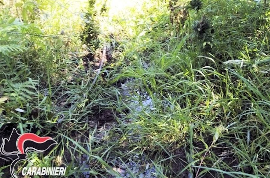 Scovata una vasta piantagione con 2.000 piantine di marijuana 51 Paintagione marijiuana