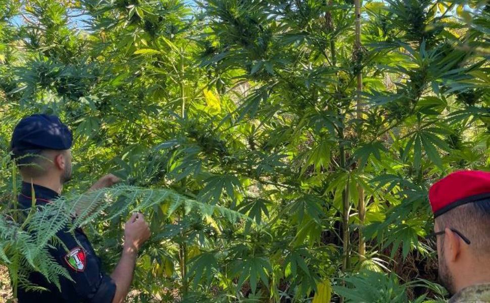 Scoperte 240 piante di marijuana alte 4 metri, tre arresti 51 Pantagione Marijuana