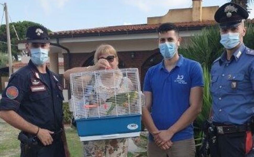 Pappagallo specie protetta ritrovato a Ricadi