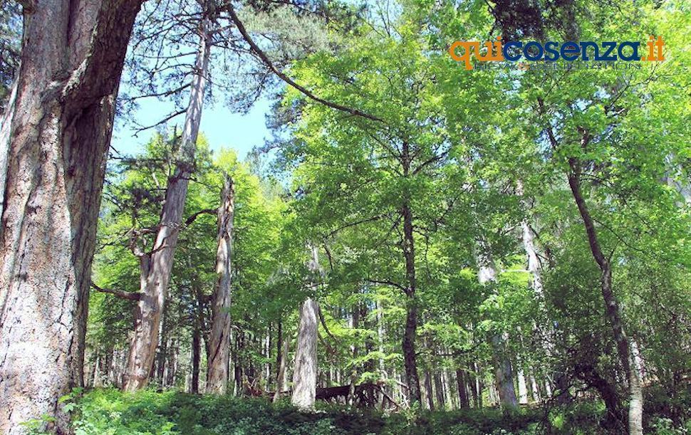 Itms 2021, da domani la 3^ edizione degli incontri sul turismo montano sostenibile 51 Parco nazionale della Sila 10