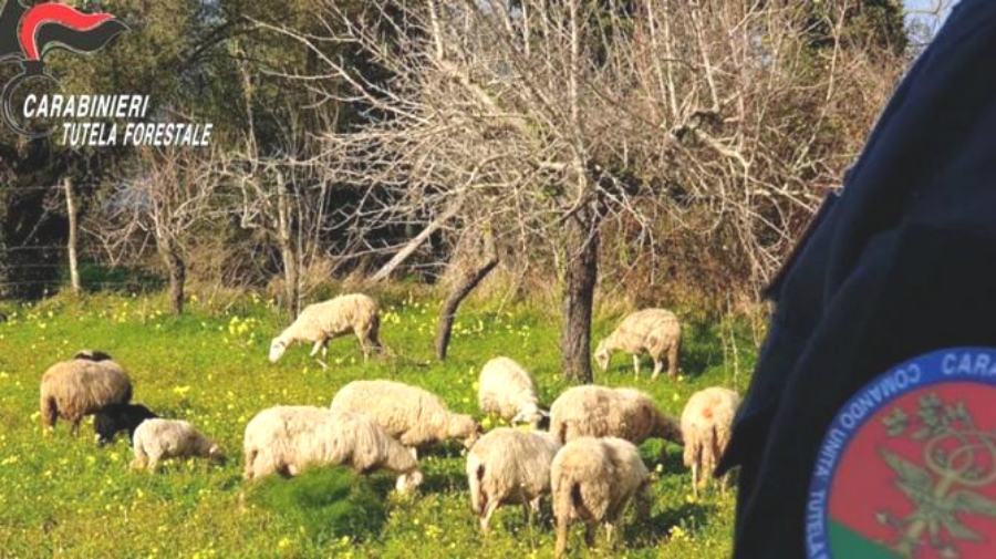 Pascolo abusivo ovini carabinieri forestali