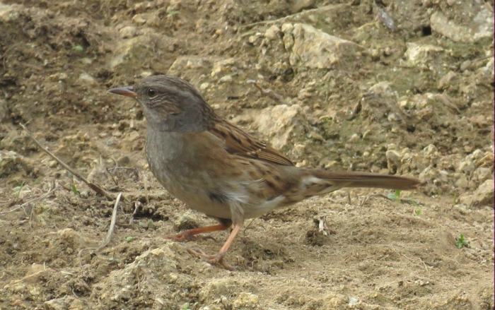 Passera scopaiola SILA G
