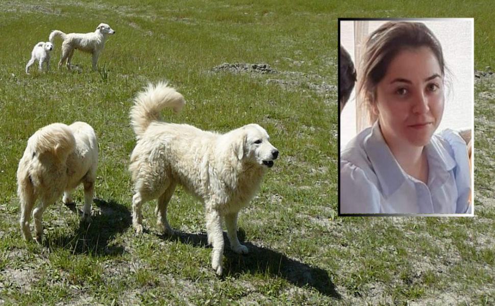 Satriano, Aidaa: "tragedia evitabile costata la vita a Simona e a centinaia di cani" 51 Pastori Maremmani simona cavallaro satriano 2