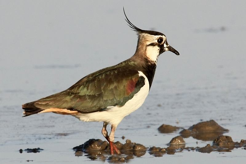 Pavoncella IMG 13930