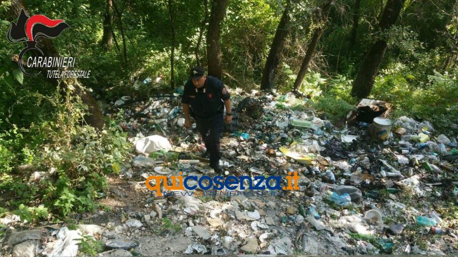 Pedace dicarica forestale1