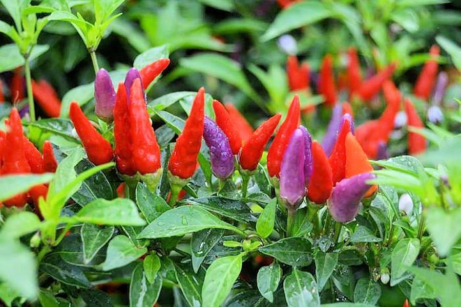 Diamante, rubate piante di peperoncino da una mostra. Magorno "inqualificabile" 80 Peperoncino1