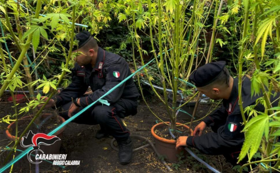 Piana di Gioia Tauro. Rinvenute dai Carabinieri due piantagioni di cannabis e oltre 30 chili di stupefacente pronto per la vendita . 701x484 1