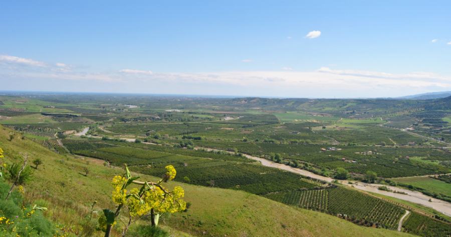Agricoltura, 10 mila posti a rischio. Allarme per le piane di Sibari e Cammarata 53 Piana di sibari