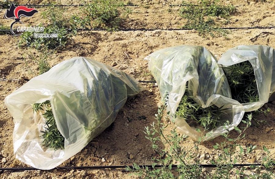 Piantagione Canapa 3