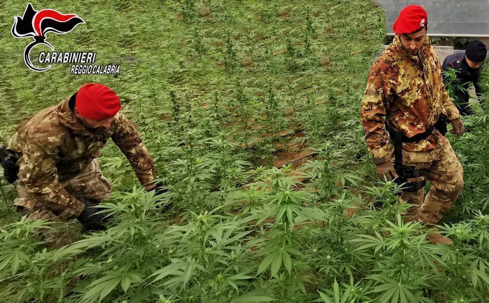 Piantagione Marijuana 11