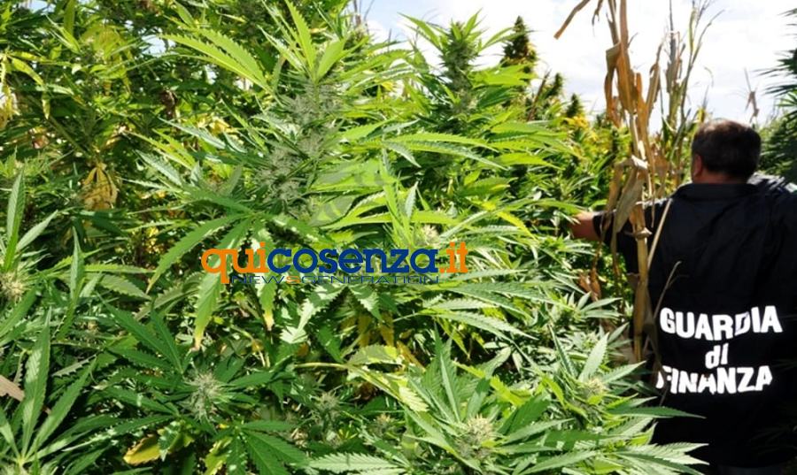 Piantagione canapa finanza