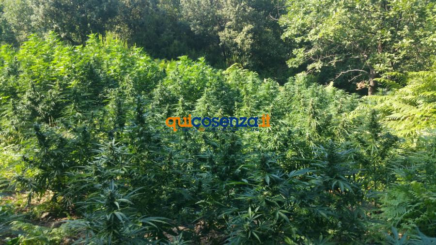 Piantagione di marijuana scoperta nel cosentino, un arresto 53 Piantagione canapa indiana marijuana campana