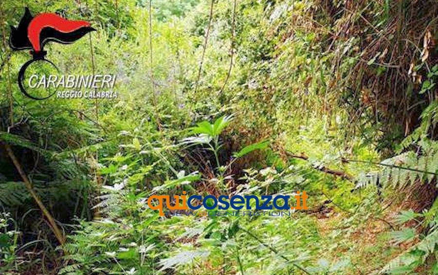 Piantagione canapa indiana