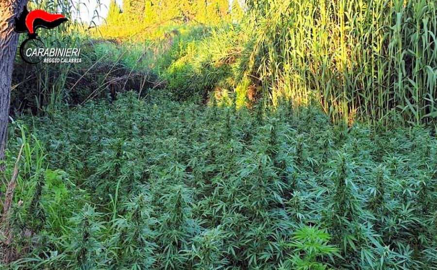 Piantagione di canapa