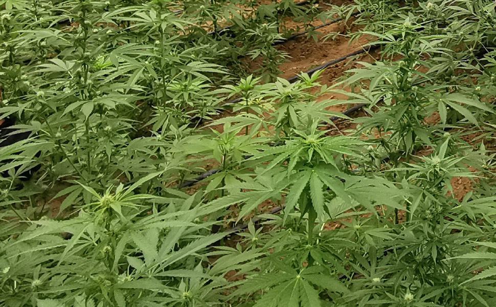 Sorpreso a irrigare marijuana, arrestato un dipendente comunale 51 Piantagione di marijuana 1