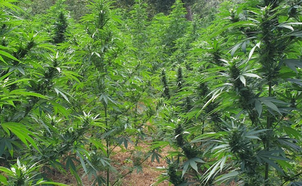 Piantagione di marijuana canapa