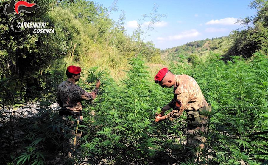 Piantagione marijiuana