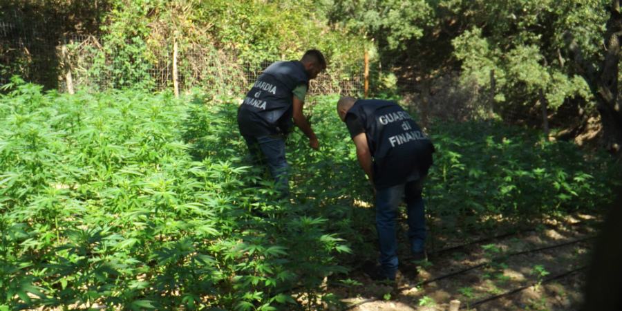Piantagione marijuana 6