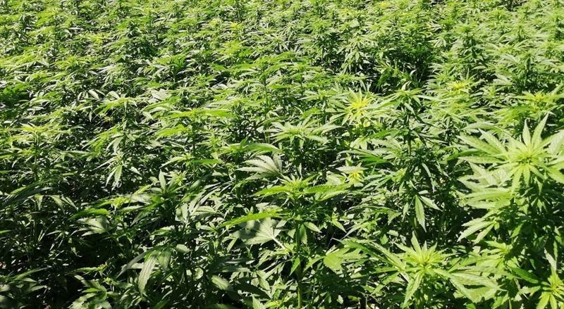 Piantagione marijuana2