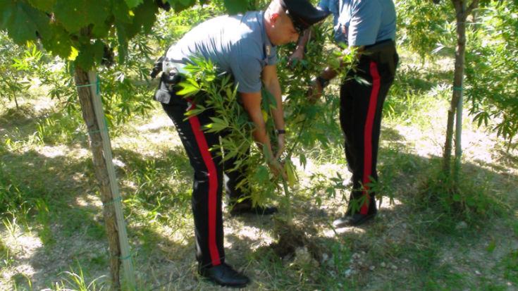 Piantagione marjuana