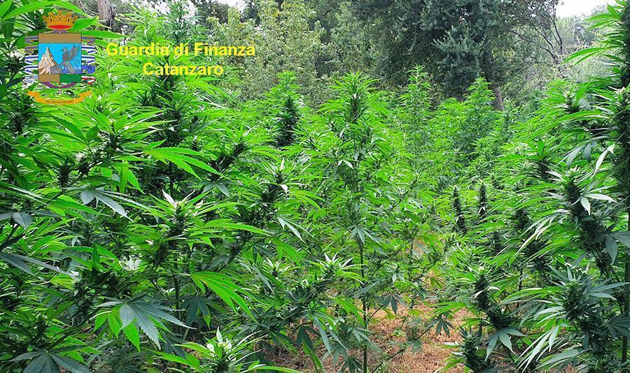 VIDEO - Blitz antidroga, sequestrate 3.000 piante di canapa e 4 chili di marijuana. Un arresto 51 Piantagione sequestro
