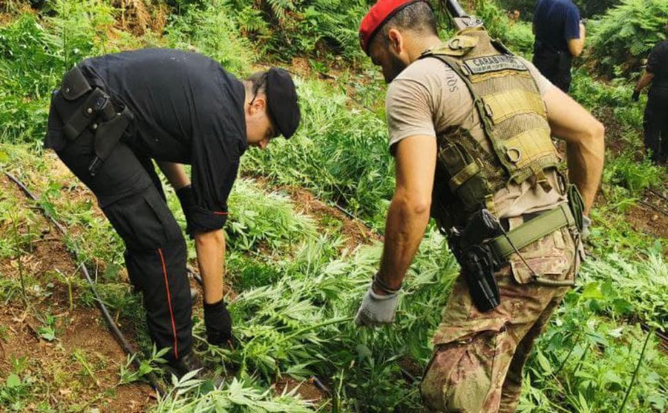 Piantagione tra i boschi della limina marijuana carabinieri