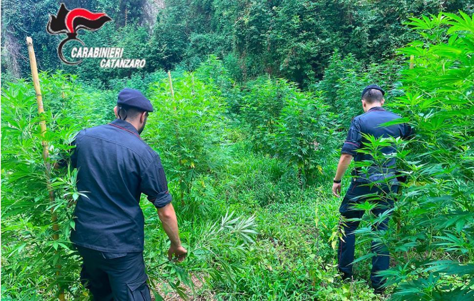 Piantagione marijiuana01