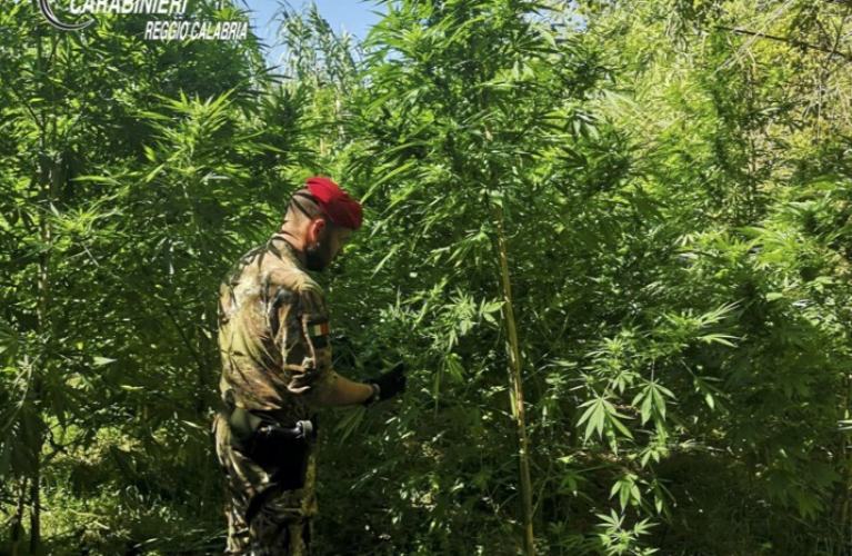 Piantagioni marijuana