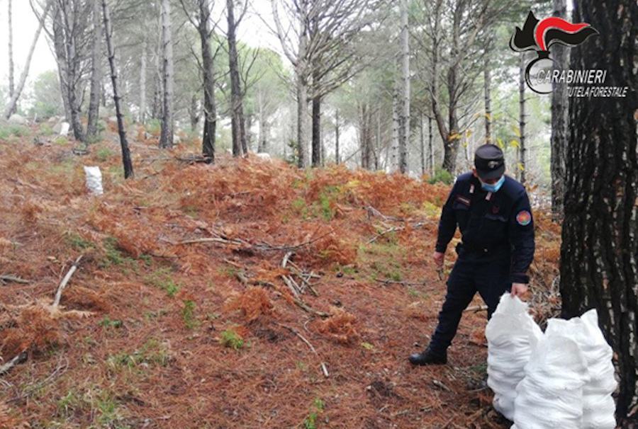 Sorpresi a rubare 670 chili di pigne in un bosco. Arrestate tre persone 51 Pigne