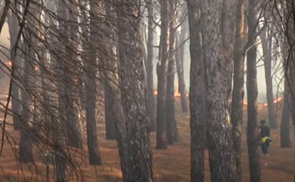 Pineta Siano Catanzaro incendio