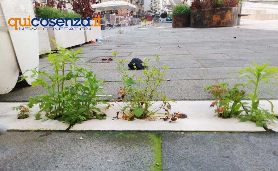 Piazza Bilotti, sopralluogo della commissione urbanistica. Sarà chiesta una pulizia straordinaria 51 Pizza Bilotti degrado2