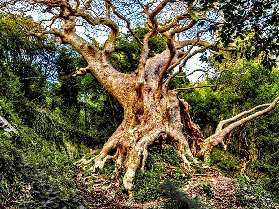 Il Platano di Curinga aspira al titolo di Albero europeo 2021. La Regione: "votate" 51 Platano monumentale millenario di Curinga il gigante buono 1