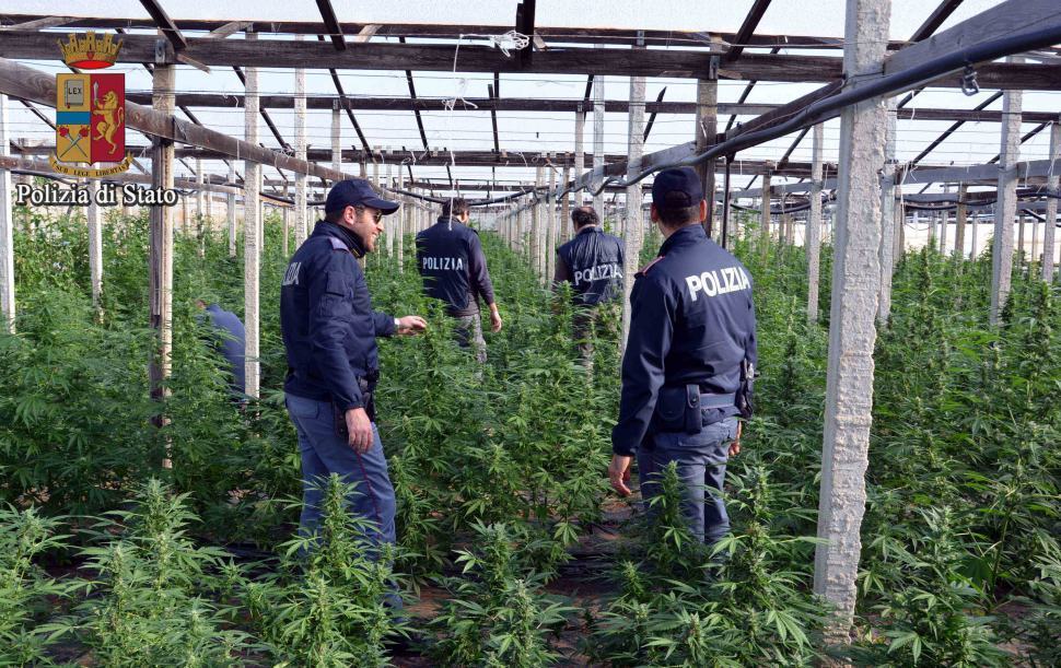 Coltivazione e spaccio, 3 arresti e una denuncia. Sequestrati 700 kg di marijuana 51 Polizia Marijuana 01