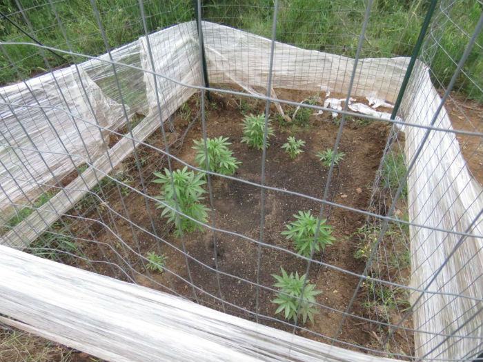 Polizia provinciale marijuana