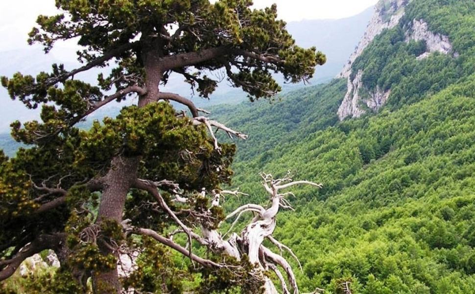 Unesco, faggete di Aspromonte e Pollino diventano "Patrimonio dell'Umanità" 51 Pollino faggeta