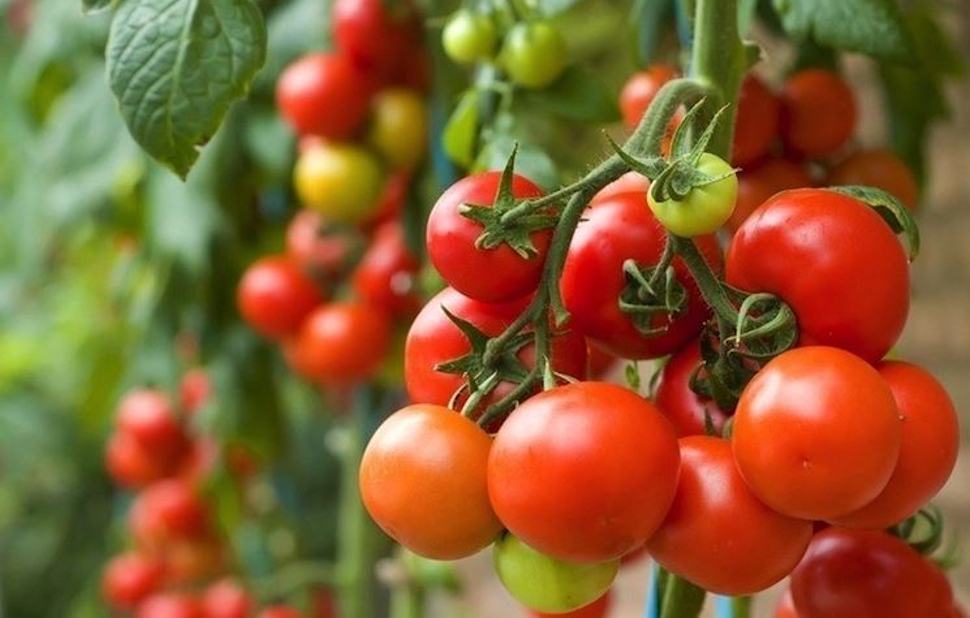 Caldo estremo e paralisi dei trasporti. Coldiretti "perso il 20% di pomodoro al Sud" 65 Pomodori
