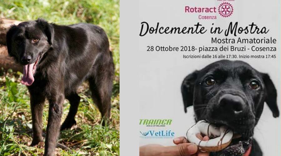 Poro e mostra invisibili festa ciocc