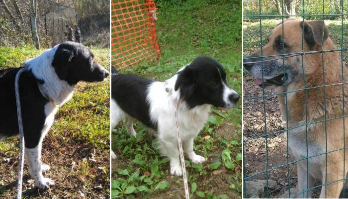 Qui la zampa Star Barley Golia