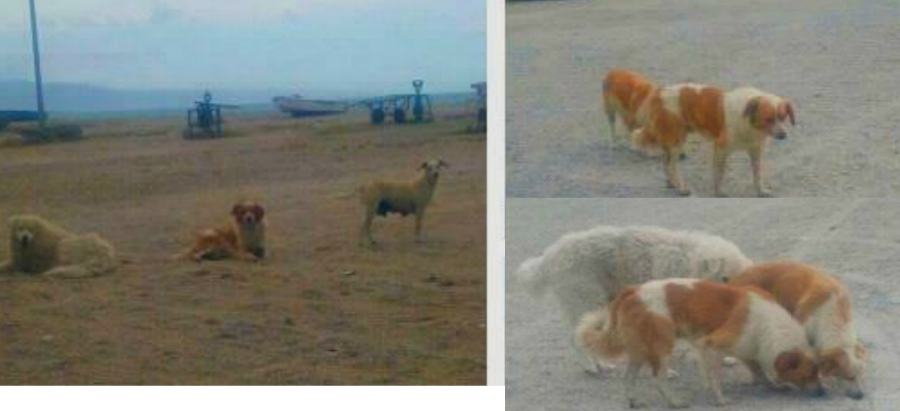 Emergenza randagismo a Schiavonea, chiesto intervento dei vigili e dell'Asl 53 RANDAGISMO schiavonea