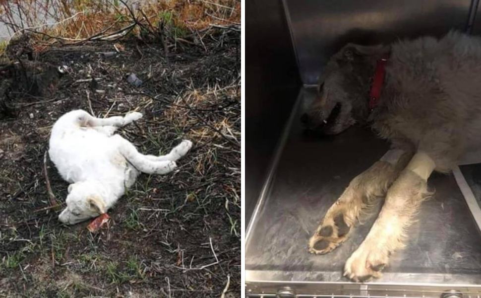 Tragedia di Satriano, l'AIDAA: "è iniziata la mattanza dei randagi" 51 Randagi avvelenati