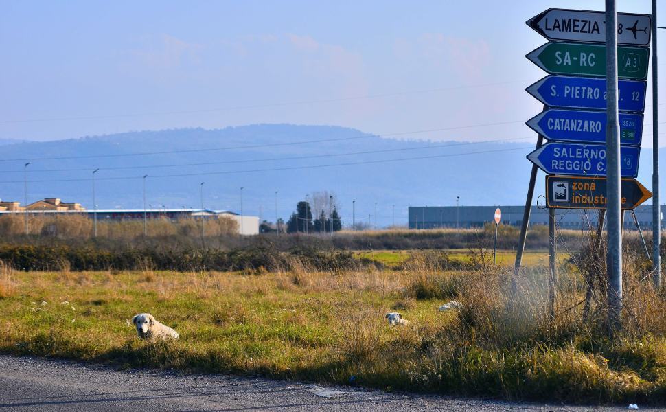 Randagismo, manifesto per i 4 candidati: 10 azioni concrete per contrastarlo 51 Randagismo calabria