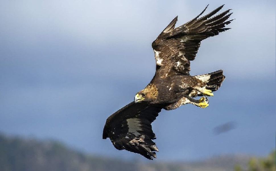Bracconaggio sullo Stretto, fucilate su migliaia di rapaci migranti 51 Rapace uccelli 1