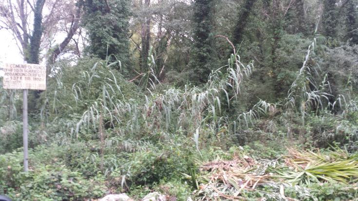 Gestione del 'verde' a Rende, troppi alberi tagliati a Villaggio Europa. Manutenzione assente ai piedi del centro storico (FOTO) 53 Rende 08