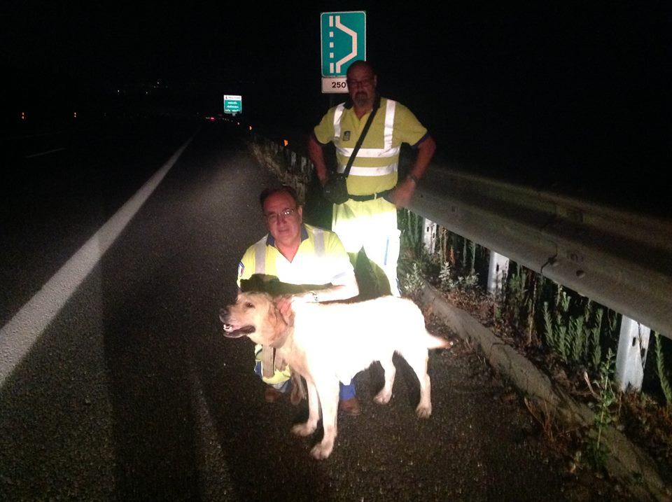 Ritrovamento Labrador