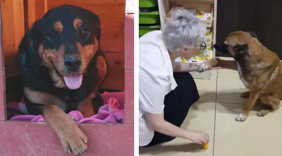 Rocco Randagio Farmacia