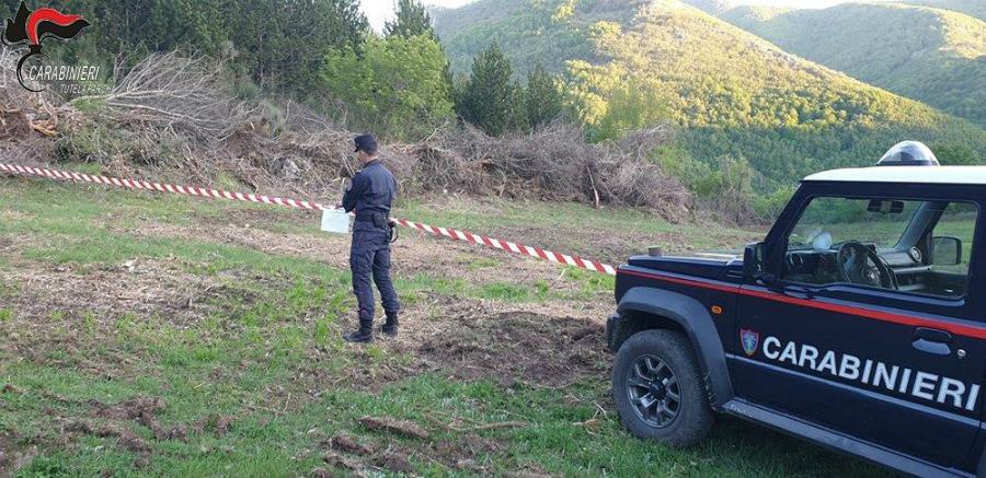 Taglio abusivo di alberi, sequestrata area boscata a Morano Calabro 51 SEQUESTRO MORANO PARCO