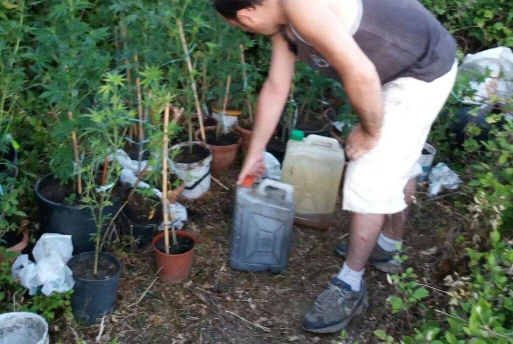 Sorpreso mentre annaffiava piante di marijuana a San Lucido 3 SUL POSTO 1